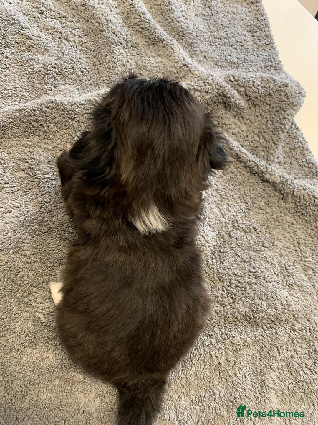 Shih Tzu dogs for sale: Shih Tzu puppies ready 27 th August  - Image 5