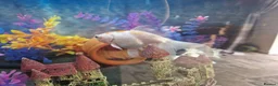 Other/Mixed Breed fish for sale: Solid Oak Fish Tank Cabinet  in Caerphilly - Advert 5