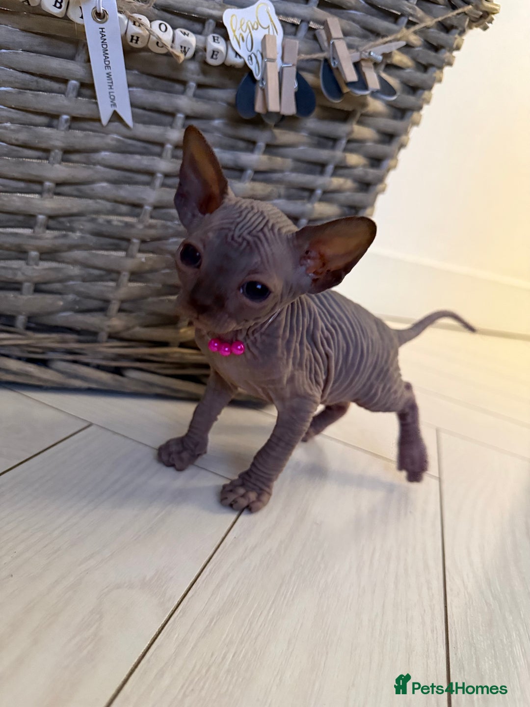 Sphynx cats for sale: Stunning Kittens!  - Advert 5