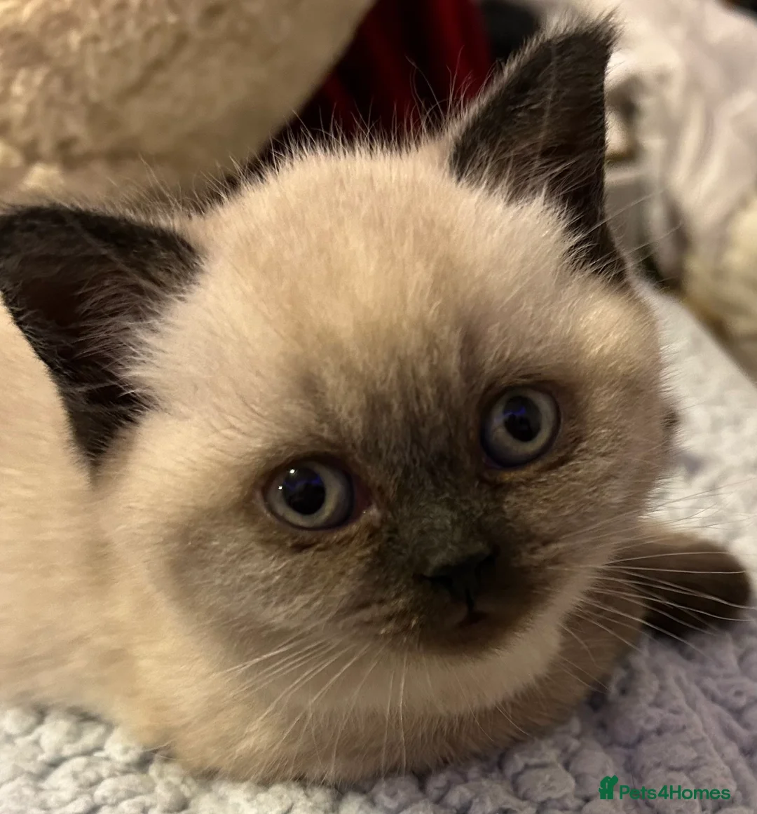 British Shorthair cats for sale: Blue Colorpoint British Shorthair  - Advert 2