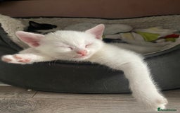 Domestic Shorthair cats for sale: 2 blue eyed Girls  - Image 10