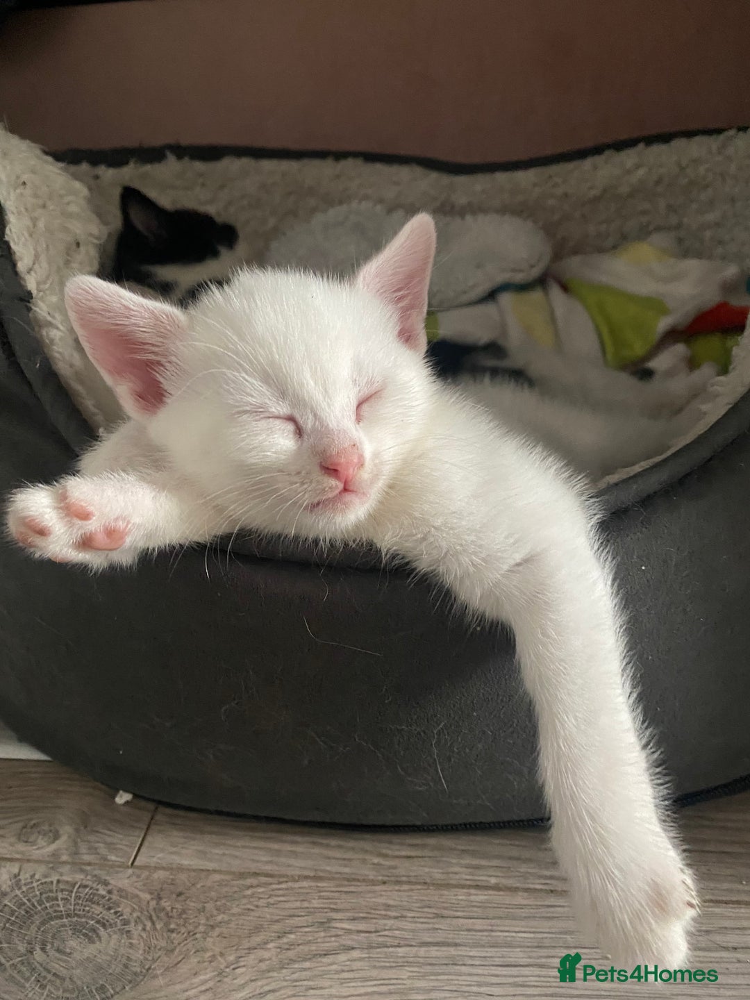 Domestic Shorthair cats for sale: 2 blue eyed Girls  - Image 10