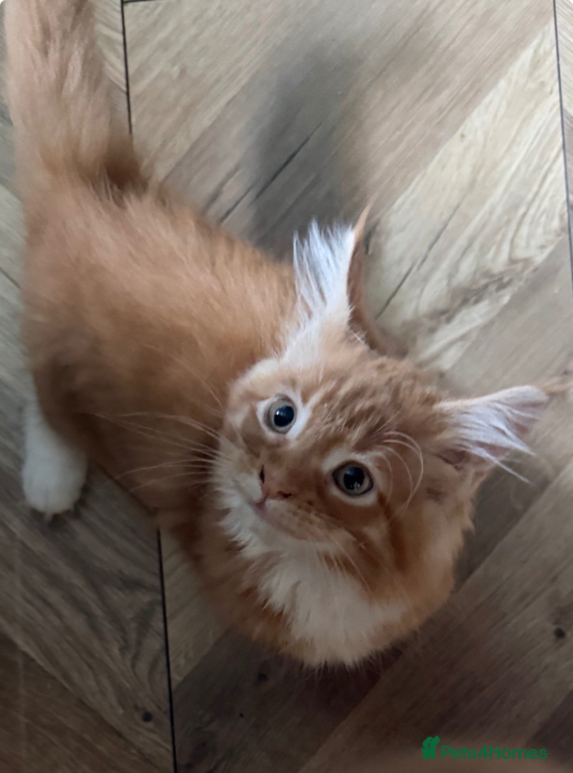 Maine Coon cats We have a beautiful set of main coon kittens  - Advert 8