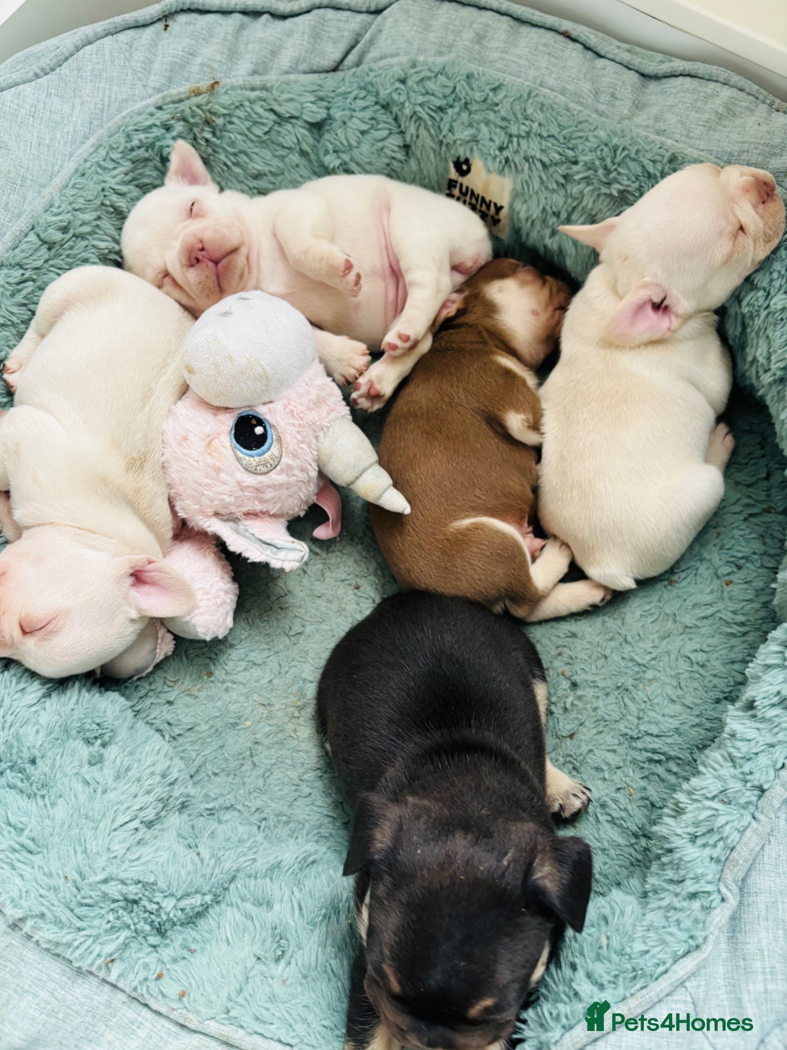 French Bulldog dogs French bulldog Puppies  - Advert 13