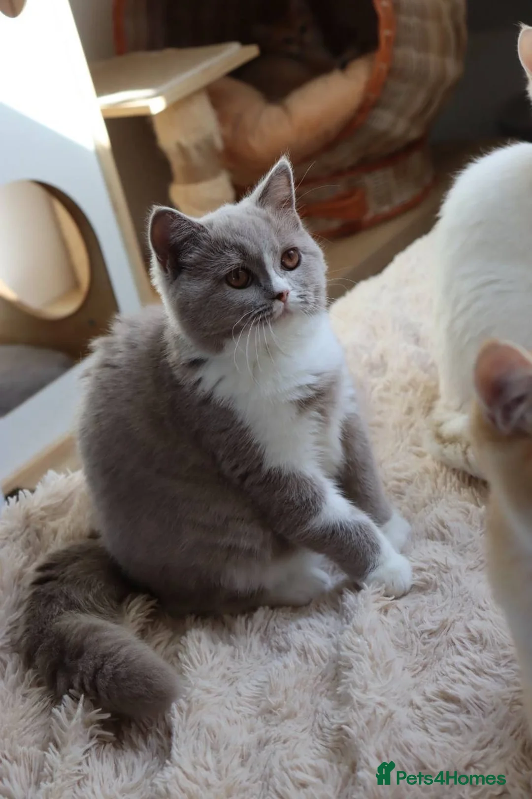 Scottish Fold cats for sale: Champion BL Stunning Scottish kittens  - Advert 37