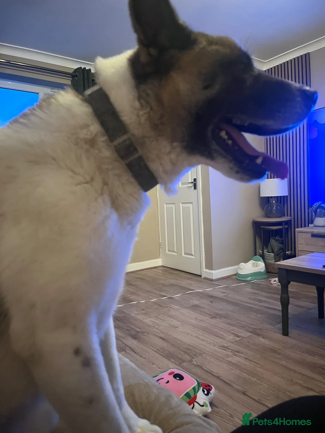 Akita dogs for sale: 8 year old American Akita  in York - Advert 4