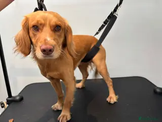 Cocker Spaniel dogs Fine specimen - Advert 1