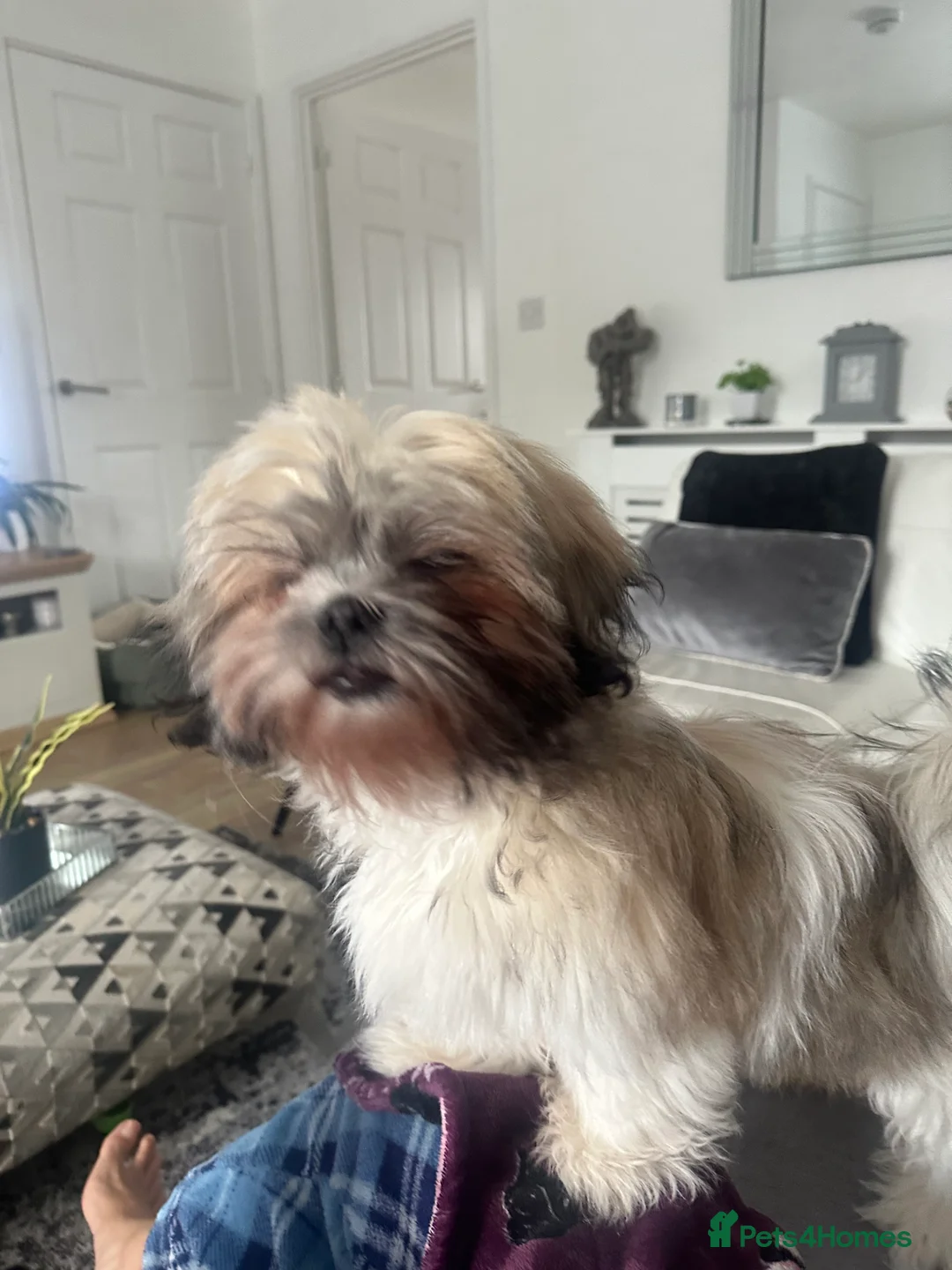 Shih Tzu dogs for sale: Winnie - Advert 6