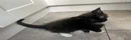 Mixed Breed cats for sale: mainecoon/european in Corby - Advert 10