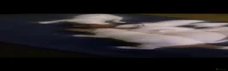 Jack Russell dogs for sale: Jack Russell puppy’s  - Advert 9