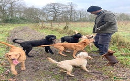 Mixed Breed dogs for sale: 🌟 Exceptional Goldendoodle x Labrador Puppies 🌟 - Image 10