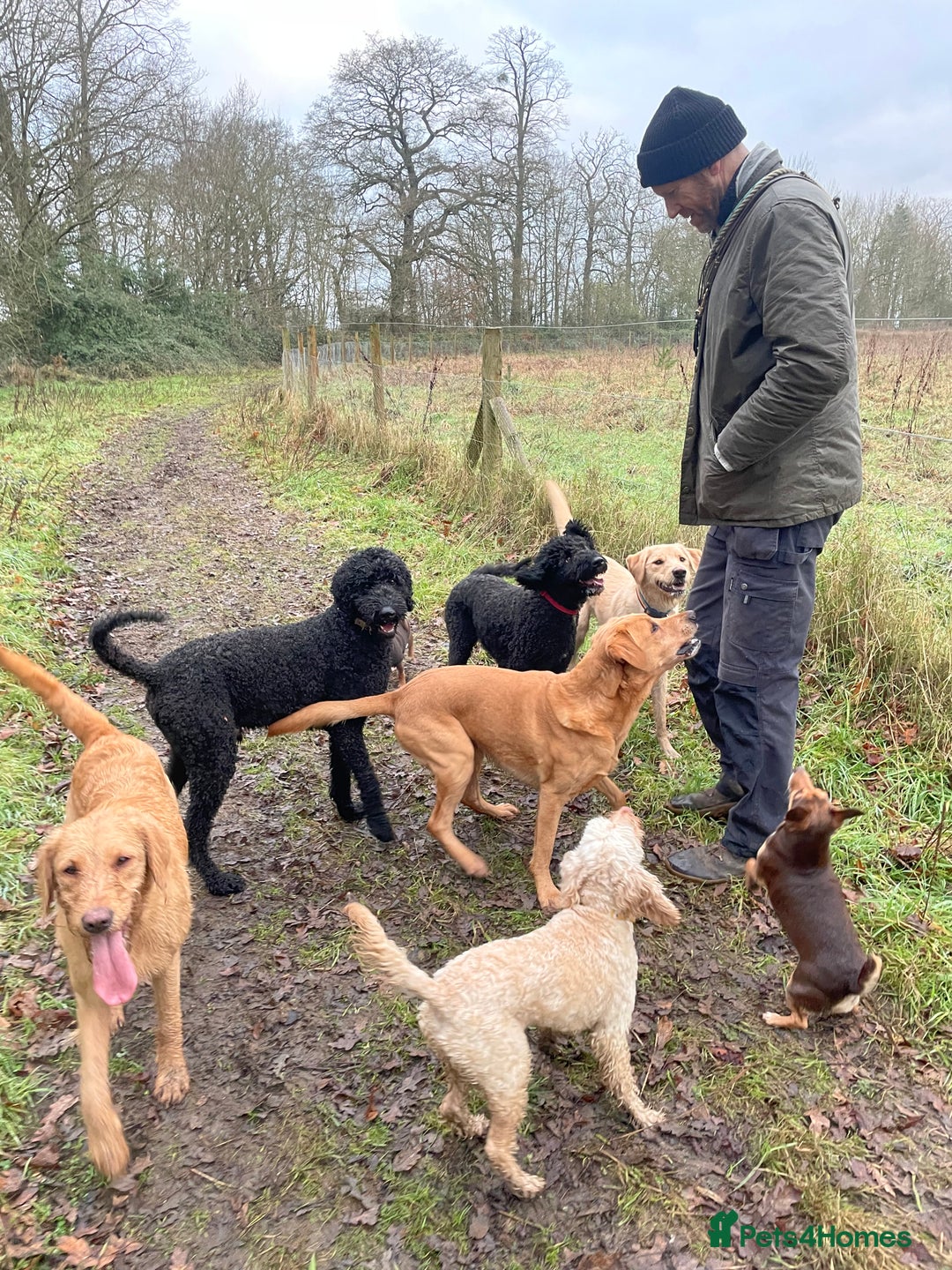 Mixed Breed dogs for sale: 🌟 Exceptional Goldendoodle x Labrador Puppies 🌟 - Image 10