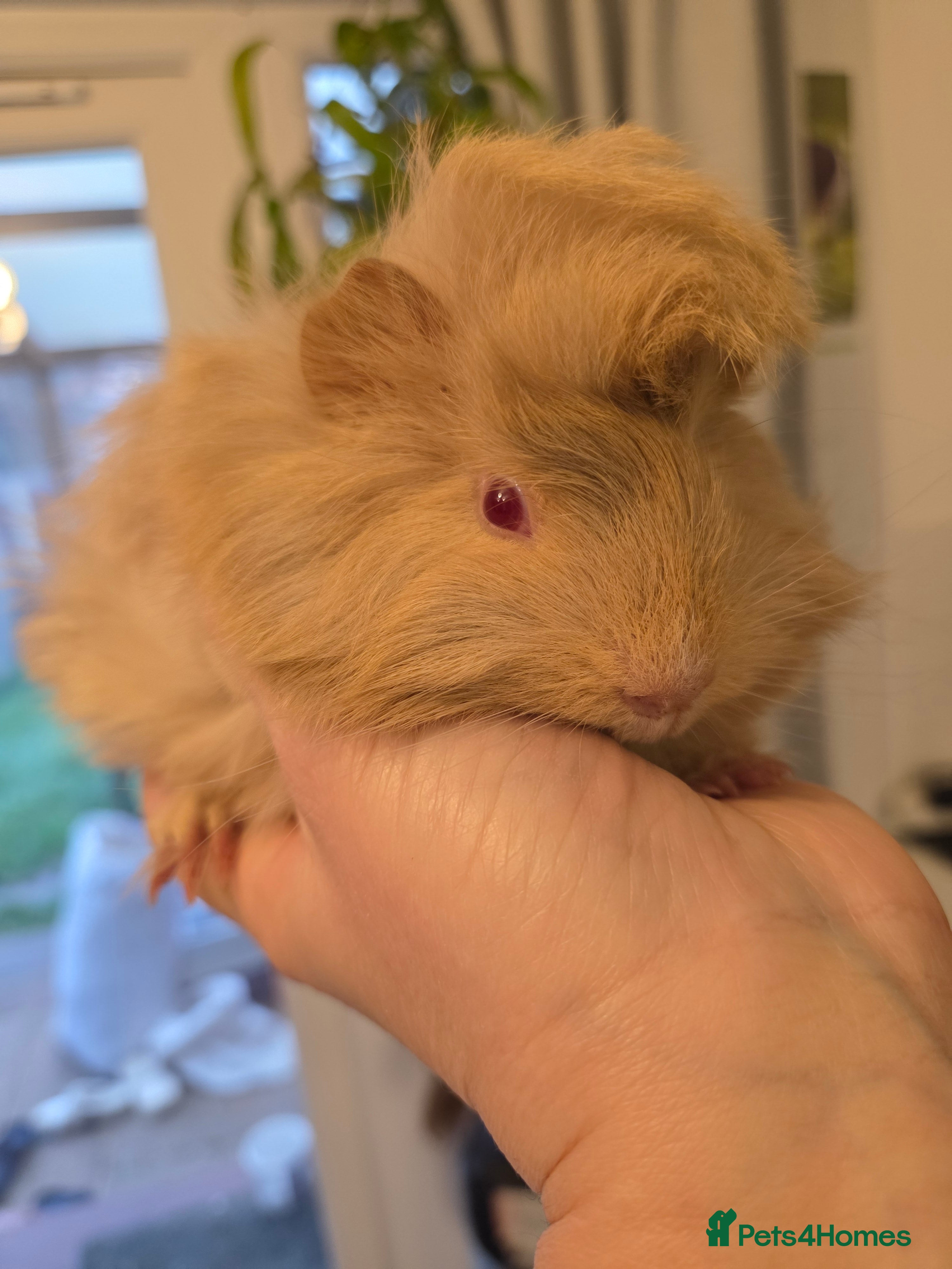 Guinea Pig rodents Beautiful fluffy baby boy - Advert 5