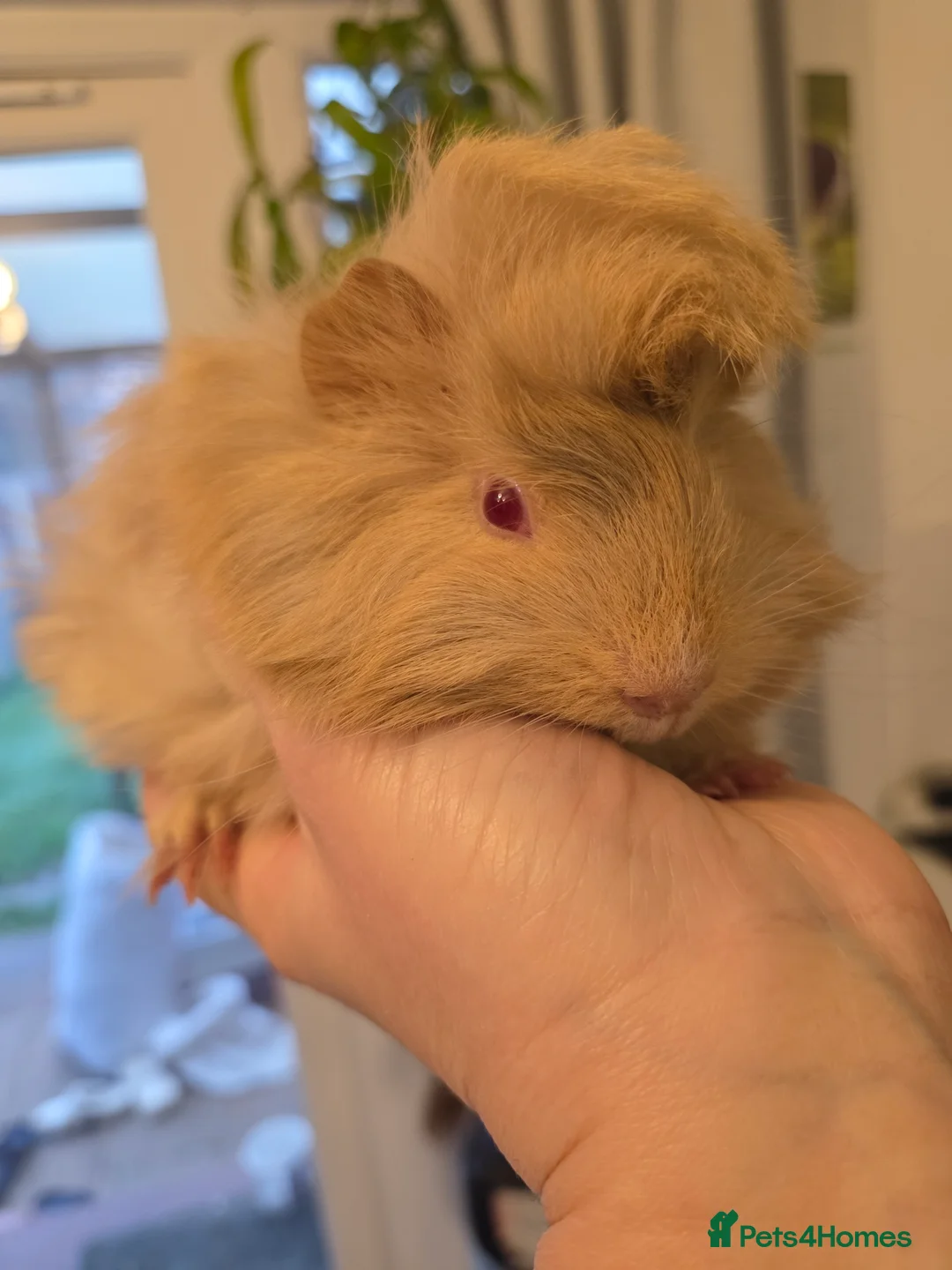 Guinea Pig rodents for sale: Beautiful fluffy baby boy - Advert 1