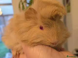 Guinea Pig rodents Beautiful fluffy baby boy - Advert 5