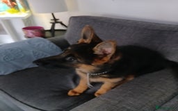 German Shepherd dogs for sale: German shepherd bicth - Image 2