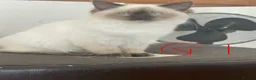Ragdoll cats for sale: Very fluffy Cats for sale  - Advert 21