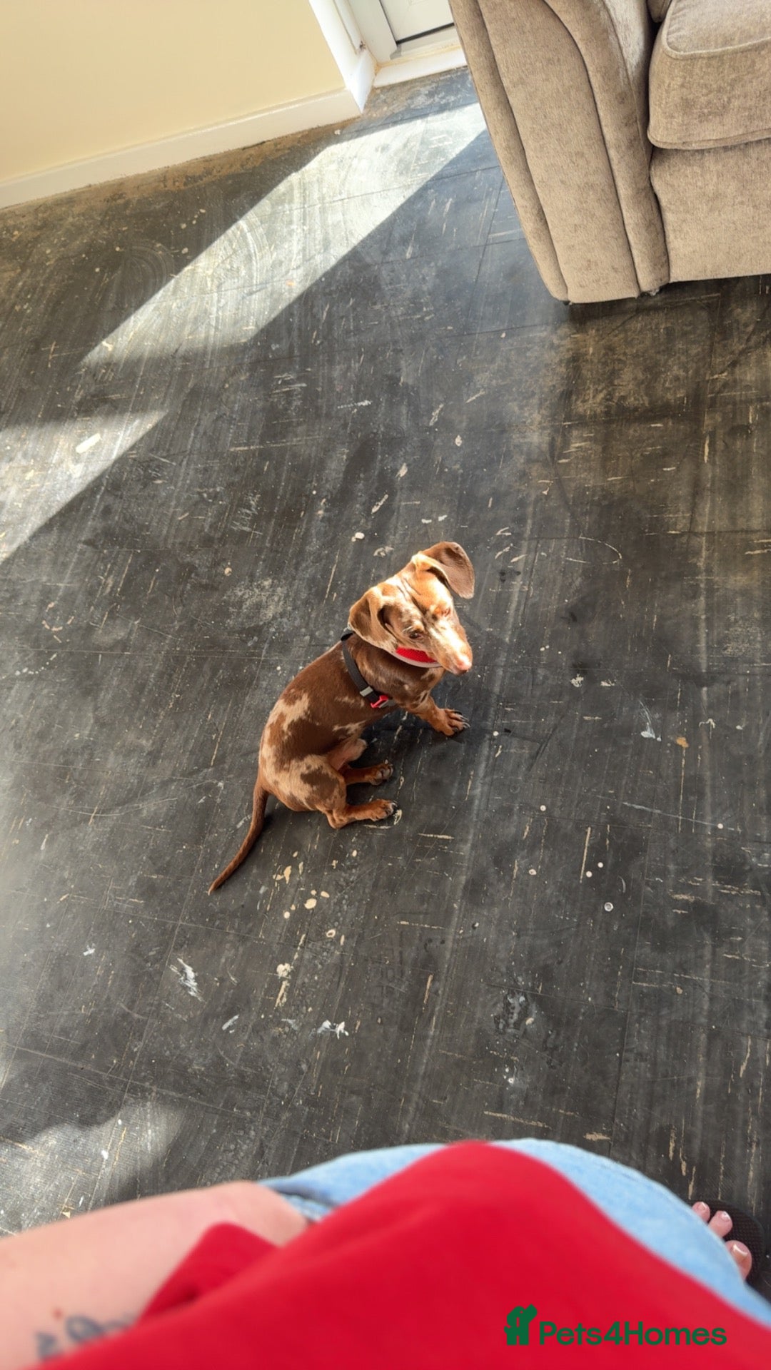 Dachshund dogs Stud  - Advert 1