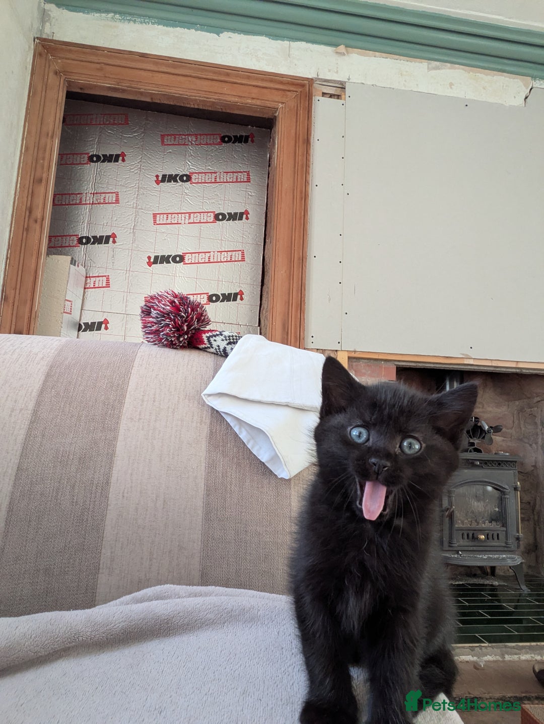 Mixed Breed cats for sale: Kitten ready for a home.  - Advert 2