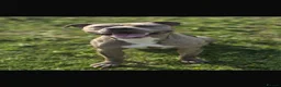 Mixed Breed dogs for stud: Meet Buster! Blue Merle Bully Staffy.. - Advert 4