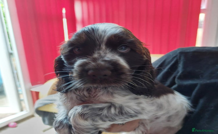 Cocker Spaniel dogs - Advert 15