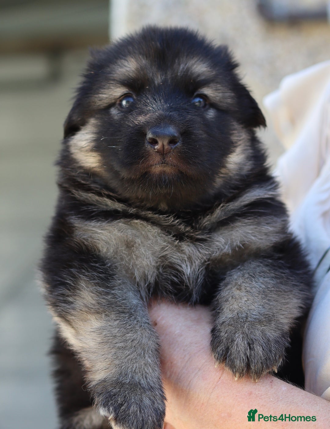 German Shepherd dogs for sale: Adorable GSD pups, straight back line, KC reg - Image 22