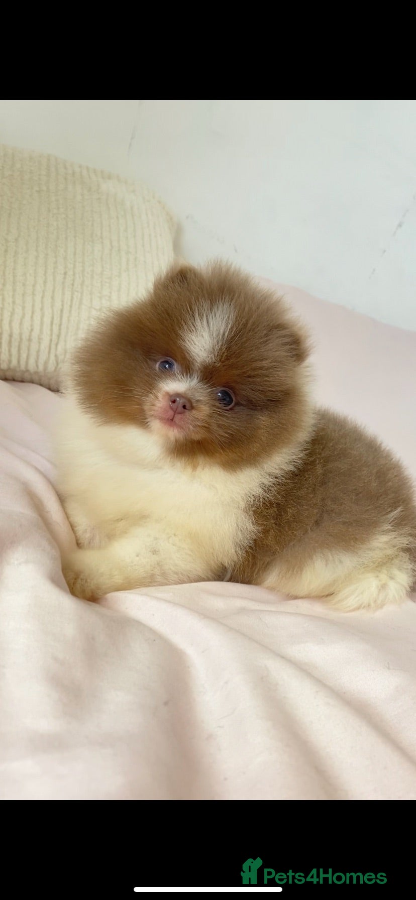Pomeranian dogs Pomeranian puppys ready now  - Advert 2