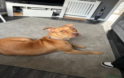 Mixed Breed dogs for sale: Beautiful Bulloxer.  - Image 2