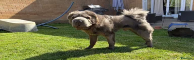 Shar Pei