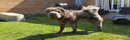 Shar Pei dogs for sale: Rare Blue Bearcoat Shar Pei Male 1 year old - Advert 19