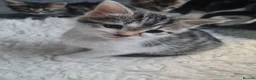 Mixed Breed cats for sale: Kittens - Advert 7