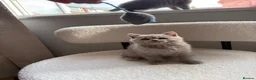 British Shorthair cats for sale: 🩷8 week old Lilac British Shorthair kitten🩷 - Advert 6