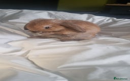 Mini Lop rabbits for sale: Male mini lop for sale - Advert 2