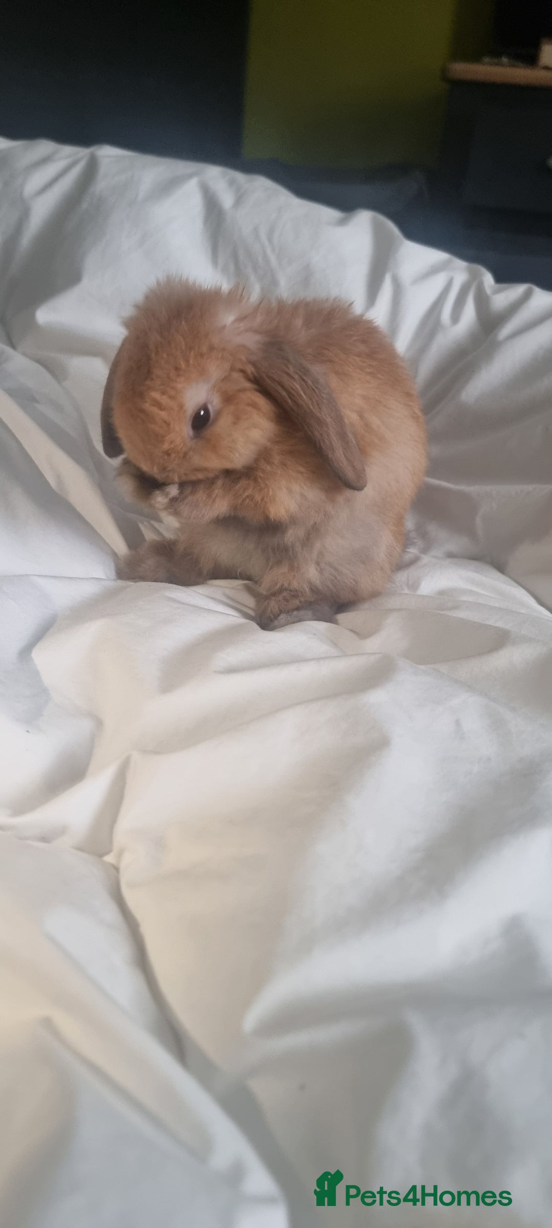 Mini Lop rabbits for sale: Male mini lop for sale - Advert 2