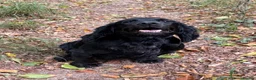 Cocker Spaniel dogs for sale: Working Cocker Spaniel Boy Pup - Advert 3