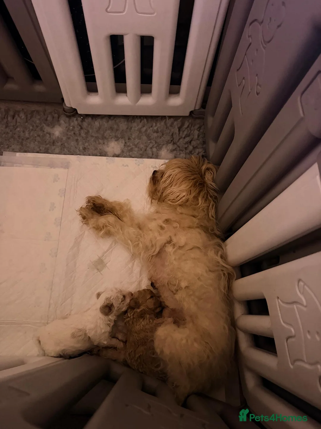 Maltipoo dogs for sale: 2X ADORABLE MALTIPOO PUPPIES in Cannock - Advert 8