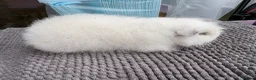 Guinea Pig rodents for sale: Lilac and Swiss - Advert 6