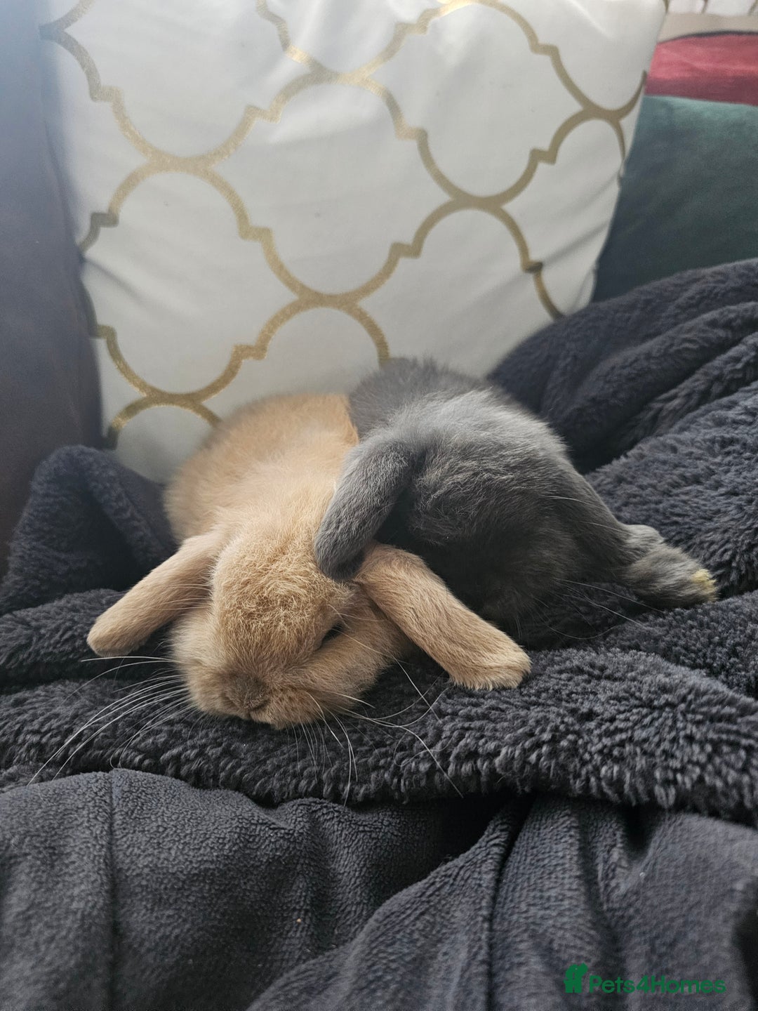 Mini Lop rabbits for sale: 2 Beautiful Mini Lop Baby Does  - Advert 5