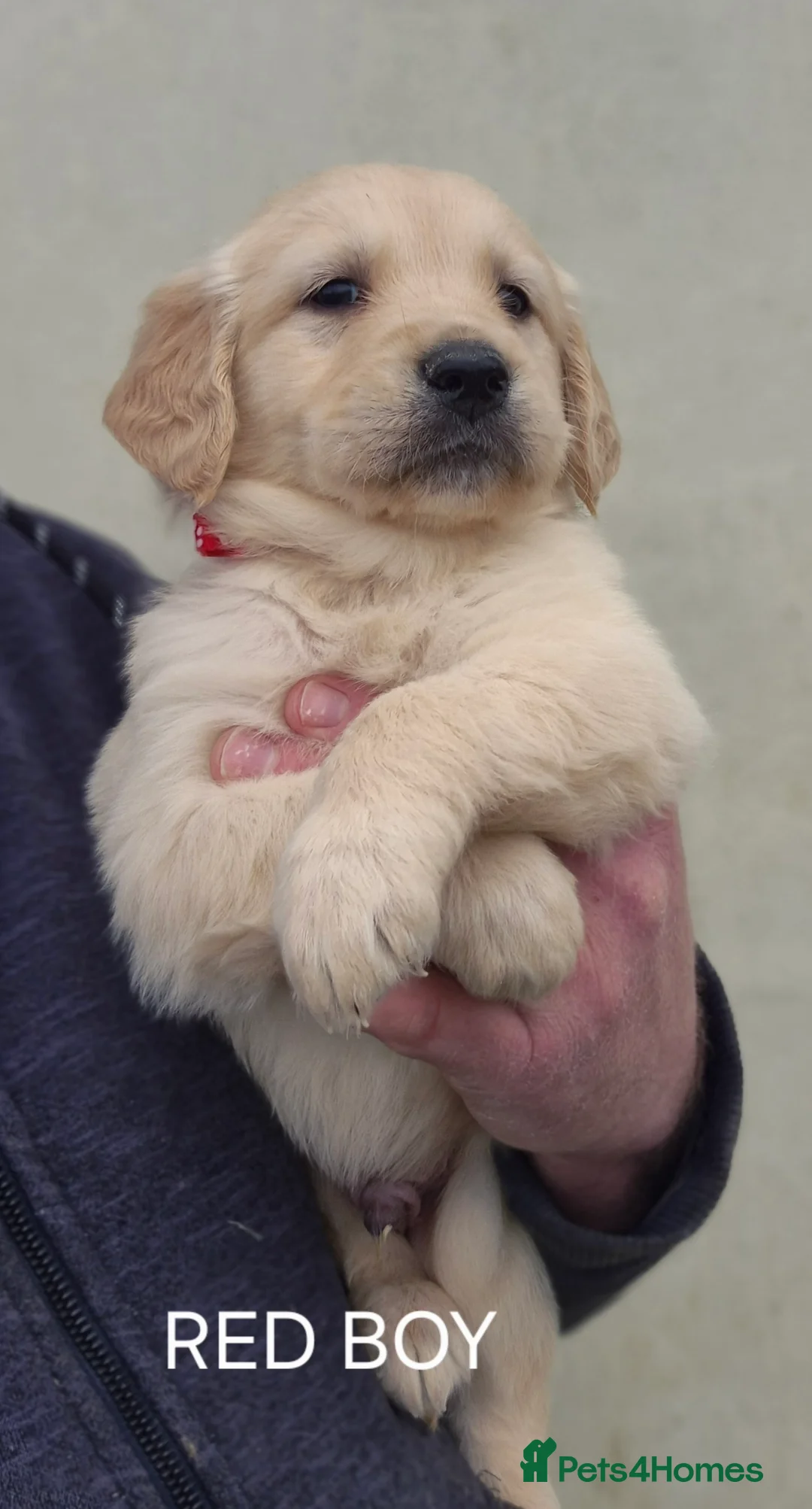 Golden Retriever dogs for sale: KC GOLDEN RETRIEVER PUPPIES HEALTH SCORED PARENTS  - Advert 12