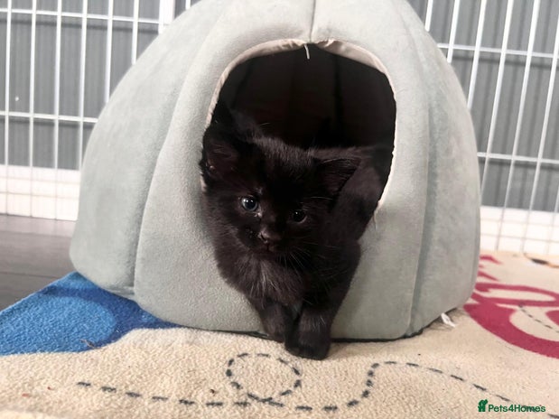 Mixed Breed cats - Advert 4
