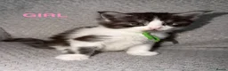 Maine Coon cats for sale: 🐾BEAUTIFUL MAINECOON KITTENS😻 3 BOYS & 2 GIRLS🐾 - Advert 26