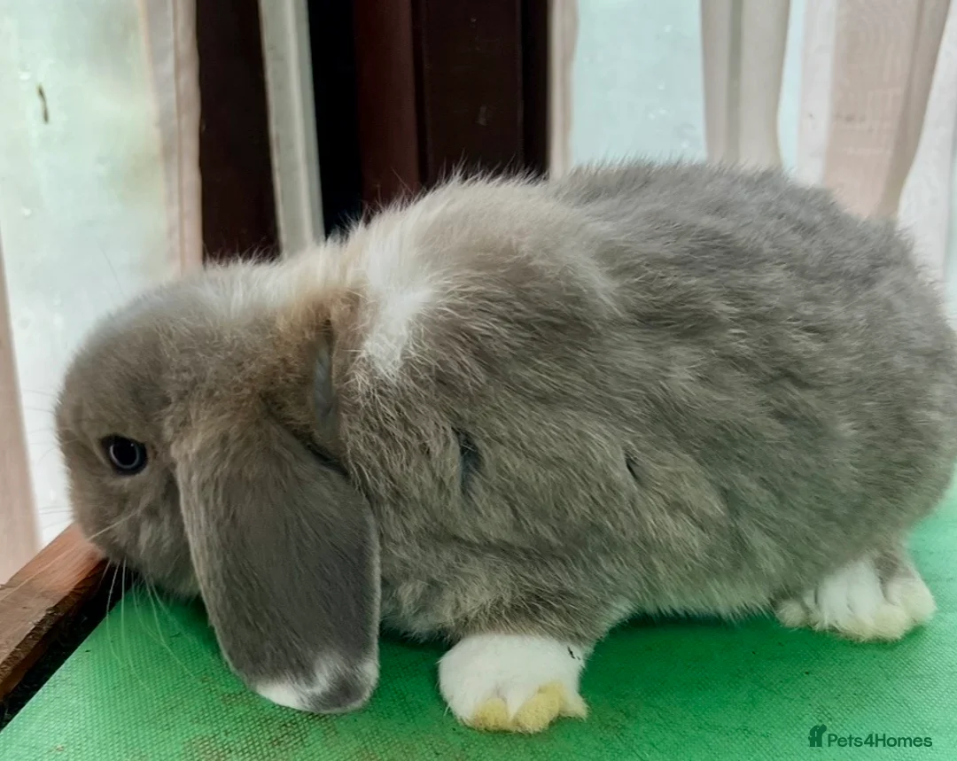 Mini Lop rabbits for sale: Beautiful coloured Mini Lops - Advert 26