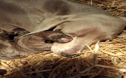 Mixed Breed dogs for sale: Weimaraner/Springer Spaniel boys for sale - Image 8