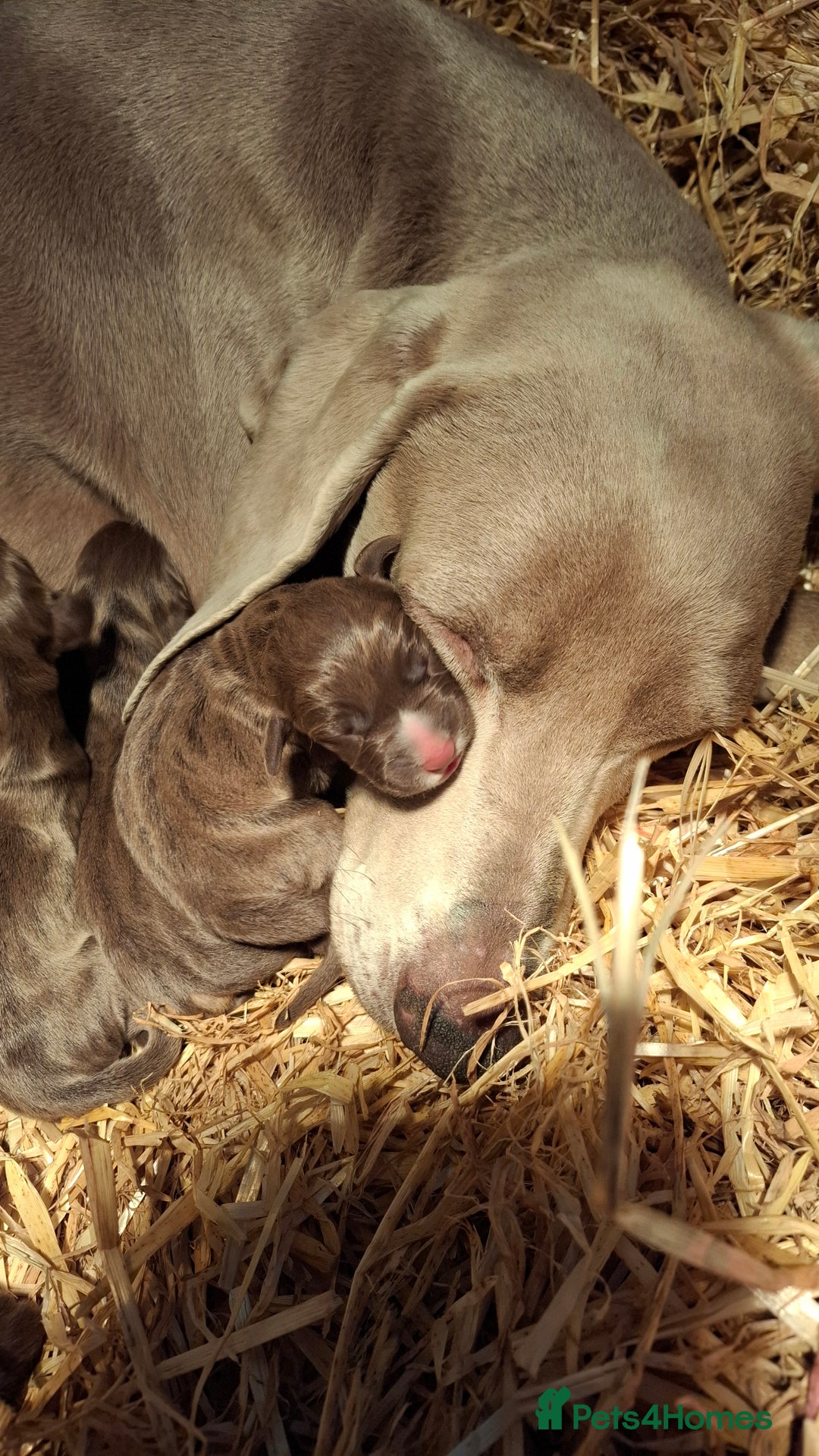 Mixed Breed dogs for sale: Weimaraner/Springer Spaniel boys for sale - Image 8