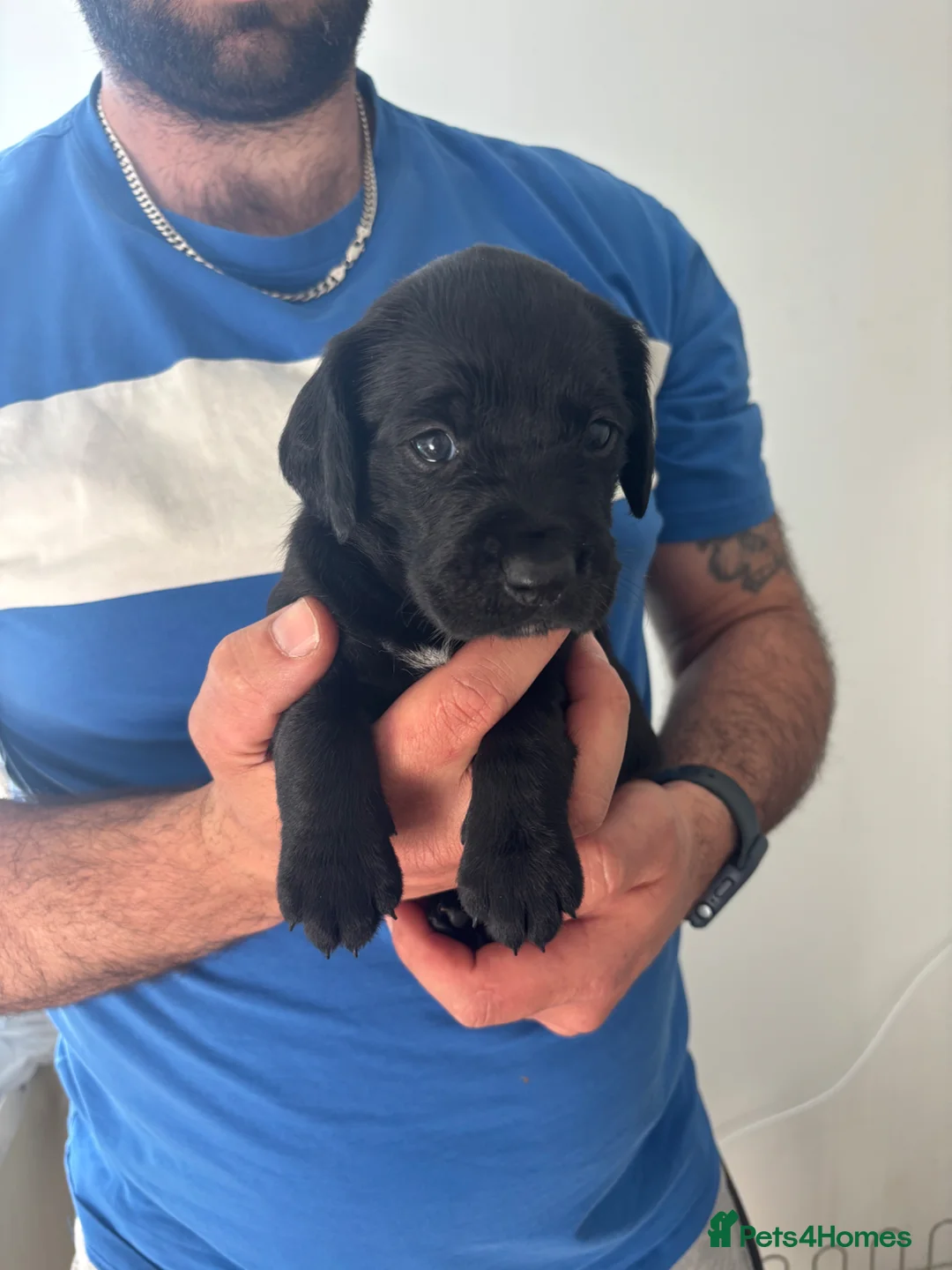 Mixed Breed dogs for sale: 2 girls, 1 boy. Springador puppies  - Advert 21