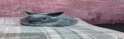 Netherland Dwarf rabbits for sale: Pure Netherland Dwarf rabbits - Advert 10