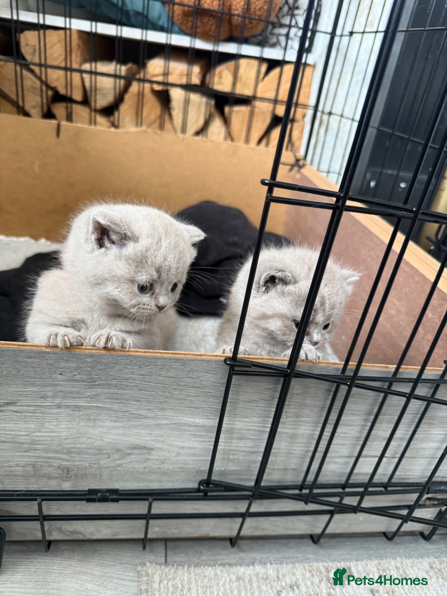 British Shorthair cats Lilac British shorthair GCCF registered - Advert 2