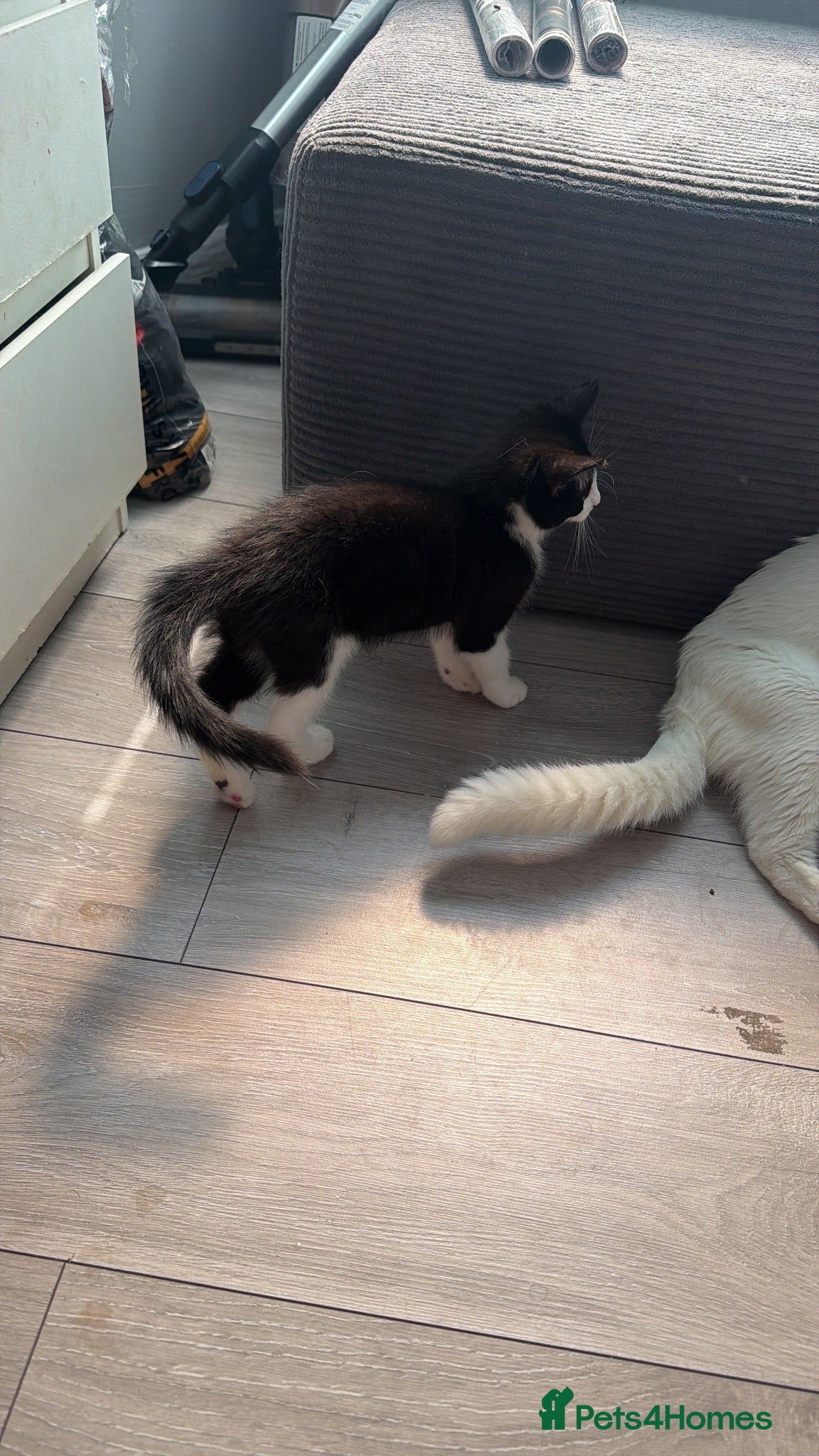 Turkish Angora cats Turkish Angora Kittens - Advert 2