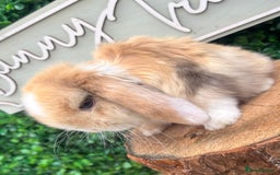 Mini Lop rabbits for sale: 🌟PURE BRED PEDIGREE MINI LOPS🌟 - Image 20