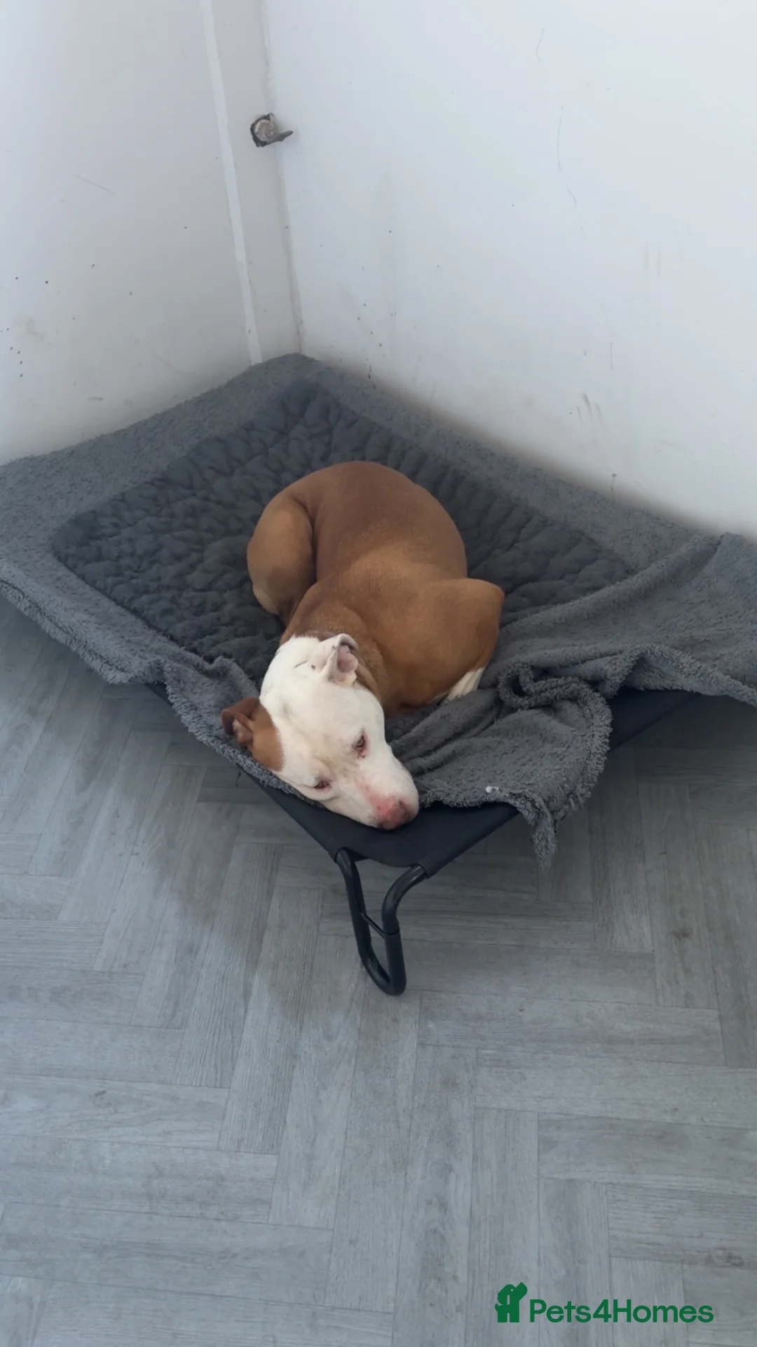 Mixed Breed dogs for sale: Athena  in Pontefract - Advert 2